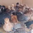 صوص دجاج بلدي الحبه 3ريال