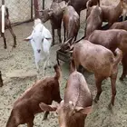 عناق دهم تأسيس مراح كلها جذعات