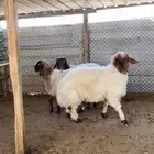 هرافى خروف ورخلين نعيم بلدي