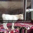 بريدة