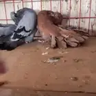 جور فانتيل هولند رقاص