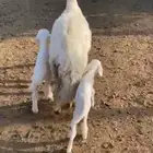 غنم اللبيع واحد ساكنيه وحده حريه سنه سديس كل واحد معه طلي