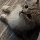 قط شيرازي