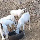 معزا بيشيات صنف