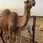للبيع خلفه معها بكره حليبها سكر ومنيحه