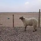 خروف فحل شرط القريع