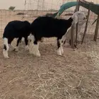 غنم