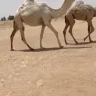 للبيع البكره