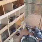 حمام قلاب للبيع جمله
