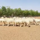 رخال جذعات صنف حريات العدد 20