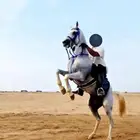 خيول للإيجار ورحلات بحريه
