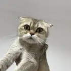 قطة سكوتش للبيع