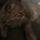 قطة للبيع  لكن بدون اغراض
