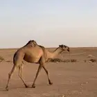 بكره لقيه علي بعير ماجد الحداري