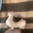 حمام شماسي زينه