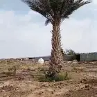 نخل سكري نقايل للبيع