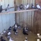 عشة حمام بلدي وباكستاني وقطايف