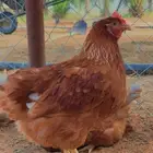 صوص دجاج فاخر هجين بين للوهمان و الامروك