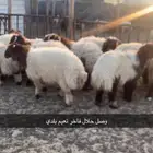 طليان نعيم فاخر