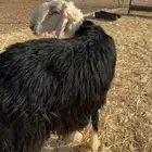 خروف نجدي توه داخل رباع