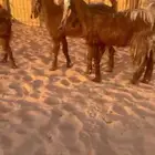 معزا مشاريك قبرصي شامي دفيع ومضاريع