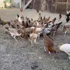 دجاج بلديه وبريه سالمه من الامراض