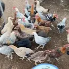 دجاج بلدي أعمار 5 شهور