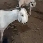 فحل بيشي اعفر صنف فاخر ونادر وعلى الشرط