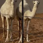 حشو للبيع