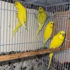 زوجين بادجي طيور الحب منتجه للبيع