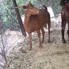 شاه فيها وشاحه بسيطه دهما (ناشح) سعر على السوم الموقع بارق