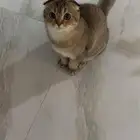 للبيع ذكر سكواتش فولد العمر 11 شهر