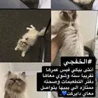 قطه بيكي فيس للتبني