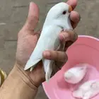 فروخ روز البينو