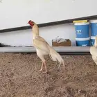 دجاج سندي