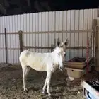 حماره حساويه