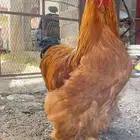 دجاج براهما البوف الاحمر دم صافي درجه اولى للبيع