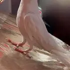 كروان مفقود على من يجده التواصل مع الرقم