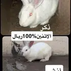 ارنب