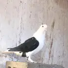 حمام شرازي للبيع علا السوم انثى وذكر واحد زاجل