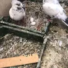 حمام باكستاني للبيع مافي توصيل السعر 30