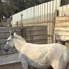 حماره حساويه