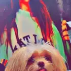 كلب شيتزو للبدل