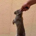 للبيع ارانب إناث 2