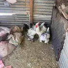 دجاج براهما طيب بلحيل