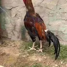 دجاج باكستاني مستو توب توبا الصحه كويسه الحمدلله
