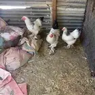 دجاج براهما طيب بلحيل شرط