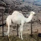 قعود للبيع حر صافي طيب مره