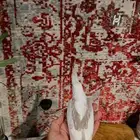 لأهل التميز ( للبيع فرخ كروان هفي بايد)