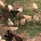 صيصان دجاج بلدي